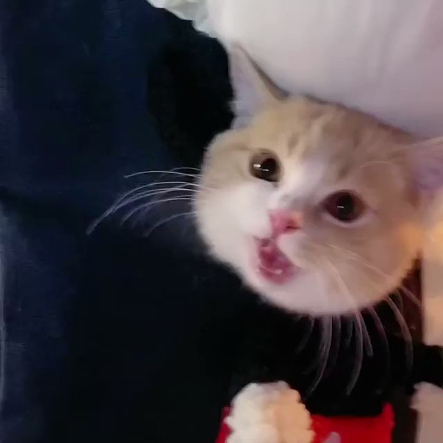 動物 癒しbot Animal Iyashl 外は寒すぎるニャｬ Nitter
