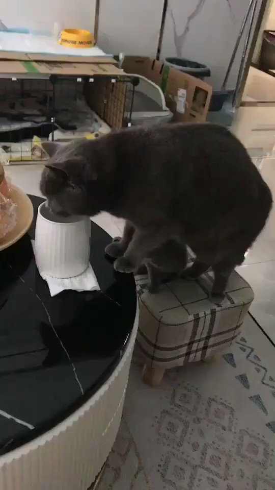 Catdreams Catdreams5 親猫の真似する子猫が可愛すぎる Nitter