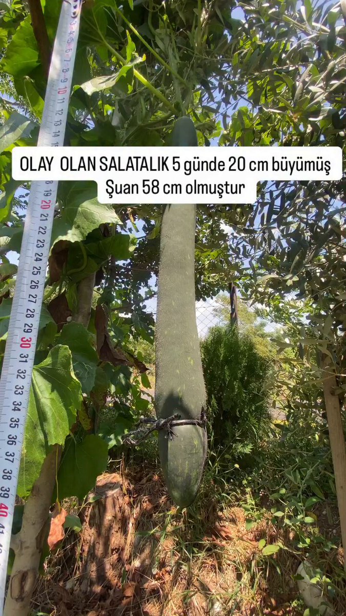 Müşterinin isteğiyle 5 günde 58 santimetreye ulaşan Vietnam salatalığı