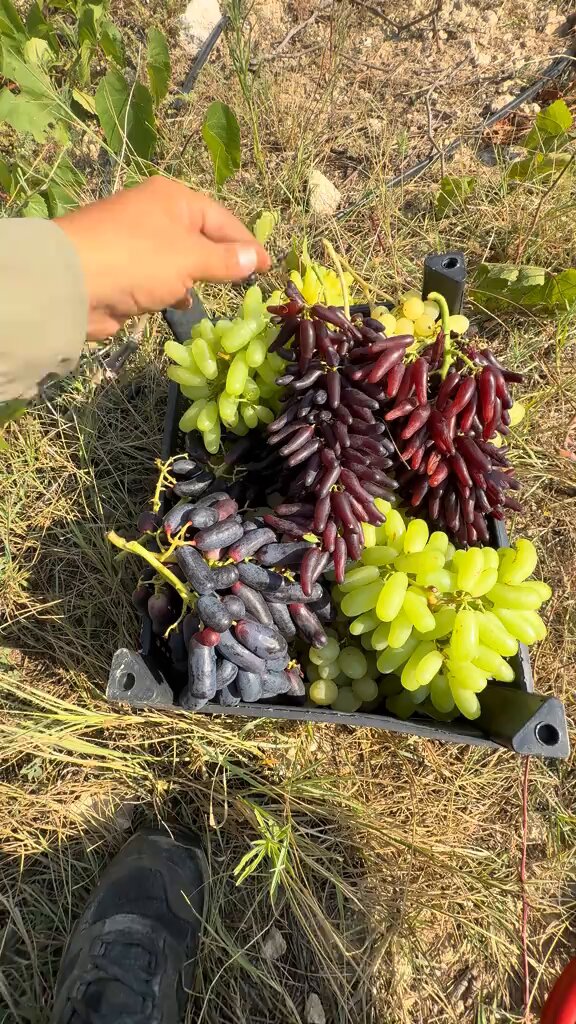 Çiftçinin Hasat Ettiği Patlıcan Üzümleri Göz Dolduruyor