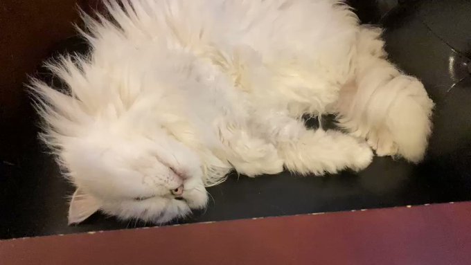 Cloud Nineの猫たち Cloud9nine Cats 目を開けて寝てるのか 起きてるのか 大丈夫なのかわからない そんな時はやっぱり撫でて生存確認してしまいます ゲルダお嬢様 そんな怖い顔で寝ないで下さい N ゴロゴロ音 ひっくり返り寝 お昼寝 大阪 東三国 猫 Cloud Nineの猫たち Cloud9nine Cats 目を開けて寝てるのか 起きてるのか 大丈夫なのかわからない そんな時はやっぱり撫でて生存確認してしまいます ゲルダお嬢様 そんな怖い顔で寝ないで下さい N ゴロゴロ音 ひっくり返り寝 お昼寝 大阪 東三国 猫