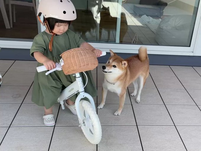 柴犬りんご郎 Ringoro119 ストライダーを練習する娘をひたすら追いかける柴犬 Nitter