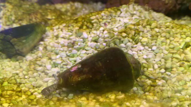 Aquarium Tallman アクアリウム トールマン Aquariumtallman 皆さんこんにちは ショートマンの小川がお送りする今日の おがわーるど 本日ご紹介するのはマガキ貝です 砂に生えるコケを掃除してくれる 貝なのですが 動画を見ると マガキ貝の周りがとても