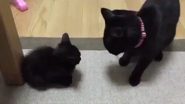 もふもふ動画 Tyomateee2 優しさに溢れた最強に可愛い猫パンチ Nitter