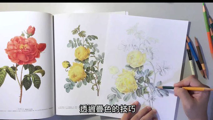 子筑 Chiaochunchu 色鉛筆著色過程 黃玫瑰 玫瑰 玫瑰花 薔薇 月季 掃描 手繪 色鉛筆 色鉛筆畫 畫圖 舒壓 花 花朵 上色 著色 著色畫 著色本 Art Artwork Fanart