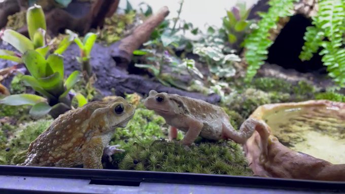 ぴよ カエルと暮らす Piyo Kaeru 後から来たカエルに餌を横取りされたヒキガエルの反応がこちらです 笑 Nitter