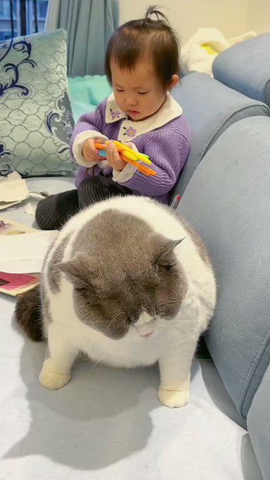 Catdreams Catdreams5 太りすぎて動きが緩慢になった猫 Nitter Catdreams Catdreams5 太りすぎて動きが緩慢になった猫 Nitter