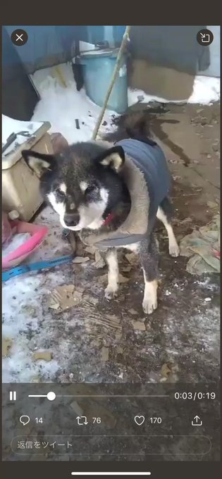 りあ ﻌ ฅ5つの自由 For Animalฅ ﻌ 8keihatuken8 震えながらこの子は亡くなった 凍死 犬じまい 柴犬 いぬ 外飼い ネグレクト 犬虐待 動物愛護法 動物はモノじゃない Nitter