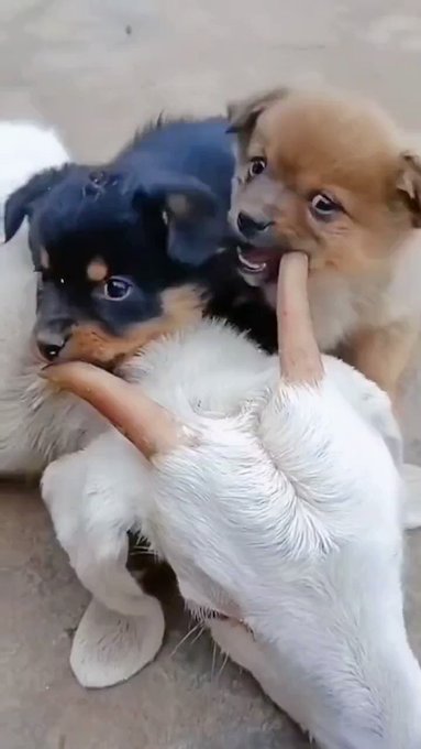 動物ランド 癒し動画 Higebinary 牛の角を美味しそうにかじる子犬 Nitter