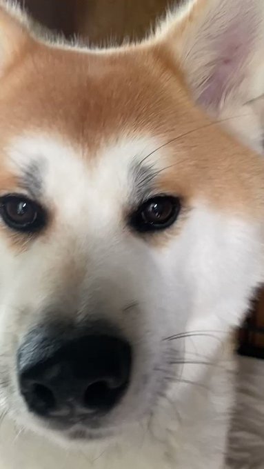 秋田犬 五元 イモト 3ctk19hl1jv8l0x イモト 僕もさくら ちゃんと同じ1年4組に入りた い Nitter 秋田犬 五元 イモト 3ctk19hl1jv8l0x イモト 僕もさくら ちゃんと同じ1年4組に入りた い Nitter