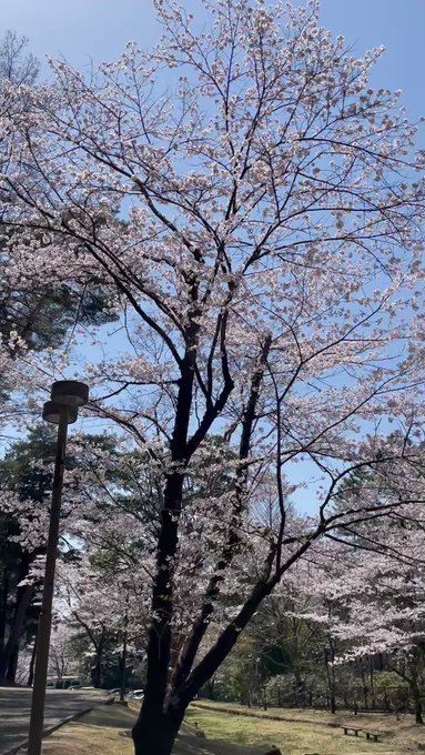 Chigusa Chigucheez 徒歩で桜巡り 鳥達も賑やかにお花見してる 八幡山公園 ウグイスも練習中 Birds Chirping At Hachimanyama Park In Utsunomiya While People Admire The Pink Blossoms Distinctive One At The End Of This Footage Is Japanese Bush Warbler