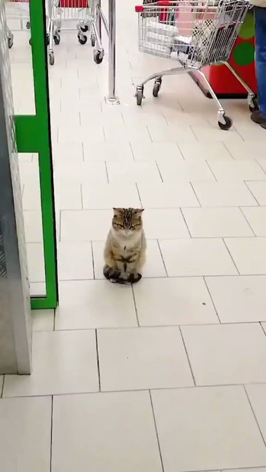 最多情報局 Tyomateee 自動ドアの前に立ち尽くす自由気ままな猫さん Nitter