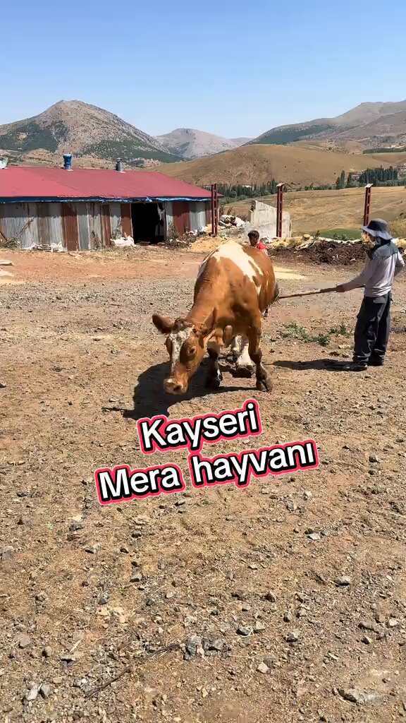 Kayseri'de "Nalbulans" hayvanın kistleşen enfeksiyonuna müdahale edecek