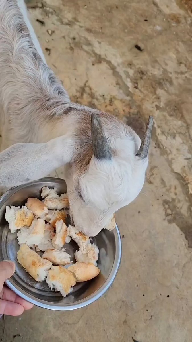 Yeni doğan oğlaklar ekmekle beslenmeye başladı, neden?