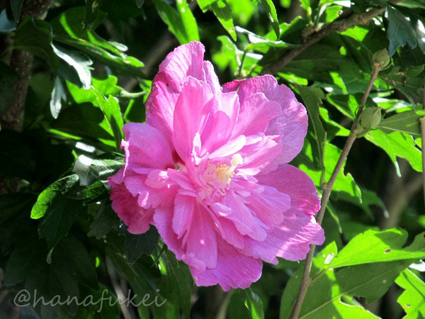 花風景 Bot Hanafukei ムクゲ Roseofsharon Hibiscussyriacus Flower ムクゲ 花 韓国では無窮花 ムグンファ と呼ばれ 国花になっています これは八重咲きのもの Nitter