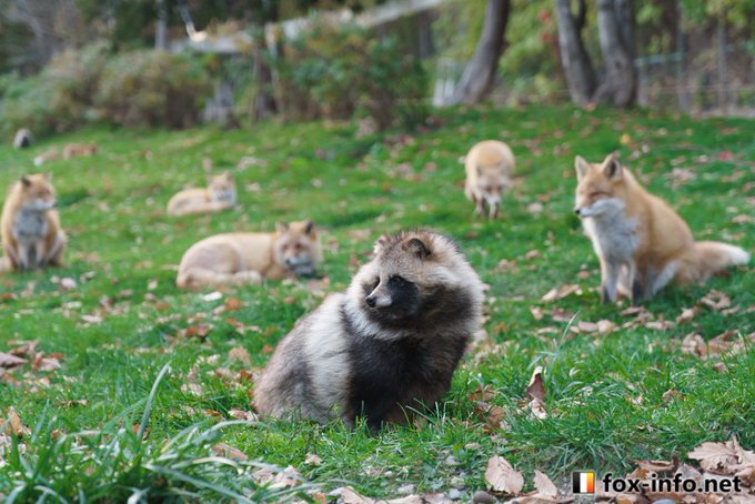 キツネ写真館 キツネ飼養中 Fox Info Net タヌキとキツネが一緒に見られる奇跡のような動物園があるんですよ 北きつね牧場っていうんですけど こんなに接近したタヌキとキツネが見られる場所は日本で唯一です 一緒に並ぶとキツネとタヌキの違いがよく分かり