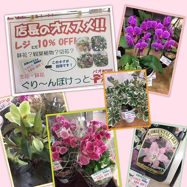 生花 鉢花 ぐりーんぽけっと Greenp1992 ショッピングタウンパオ専門店街 店長のオススメ 企画 19日 レジにて10パーセントoff商品をご用意いたしました 掘り出し物があるかも 店長のオススメ ぐりーんぽけっと ショッピングタウンパオ 田原 花屋