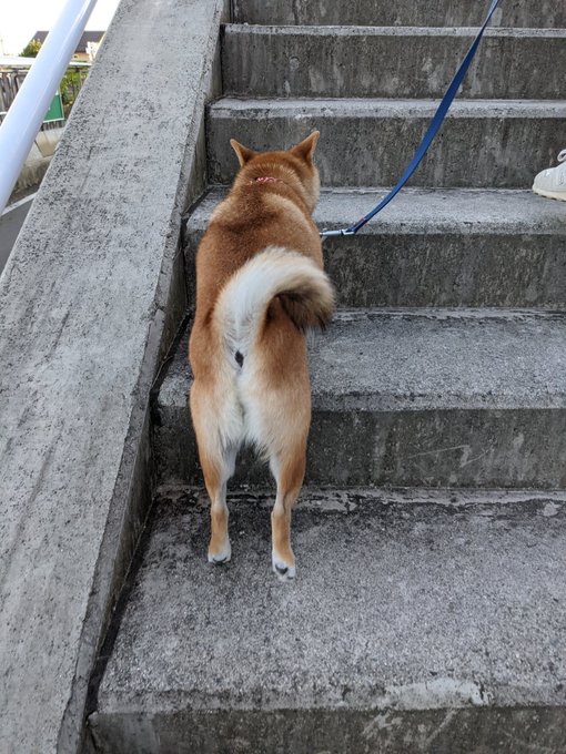 豆柴 木音 ことね Kotone 今日の犬ケツ 柴犬 豆柴 いぬのきもち いぬのいる暮らし Shibainu Shibastagram 犬ケツ Nitter 豆柴 木音 ことね Kotone 今日の犬ケツ 柴犬 豆柴 いぬのきもち いぬのいる暮らし Shibainu Shibastagram 犬ケツ Nitter