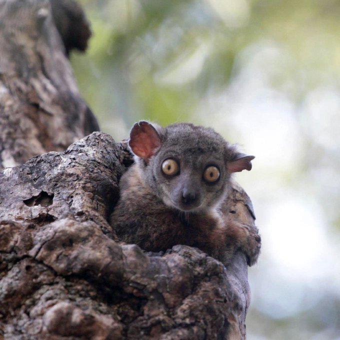 J In J In かわいいね いや キモい マダガスカル キツネザル Nitter