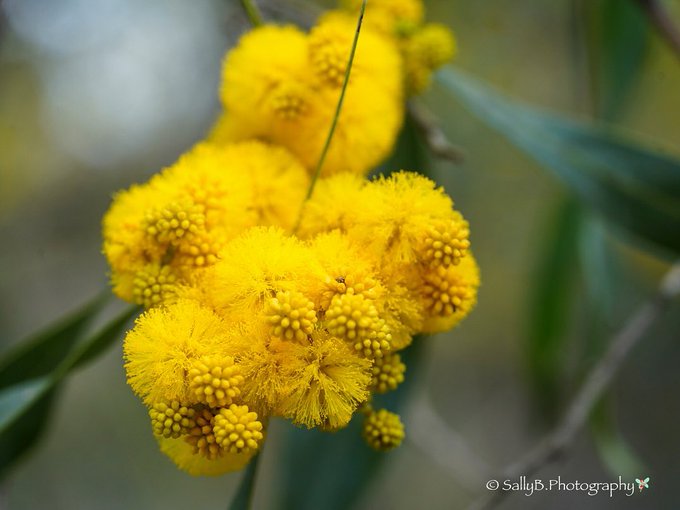 のんびり ばぶる パース 西オーストラリア州政府観光局 Nonbiriperth Happy Wattle Day 今日はワトルの日 季節が逆のオーストラリアでは 春の訪れを告げる花として また ゴールデンワトルは国花として愛されています 今日からワイルドフラワー