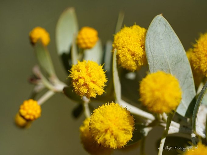 のんびり ばぶる パース 西オーストラリア州政府観光局 Nonbiriperth Happy Wattle Day 今日はワトルの日 季節が逆のオーストラリアでは 春の訪れを告げる花として また ゴールデンワトルは国花として愛されています 今日からワイルドフラワー