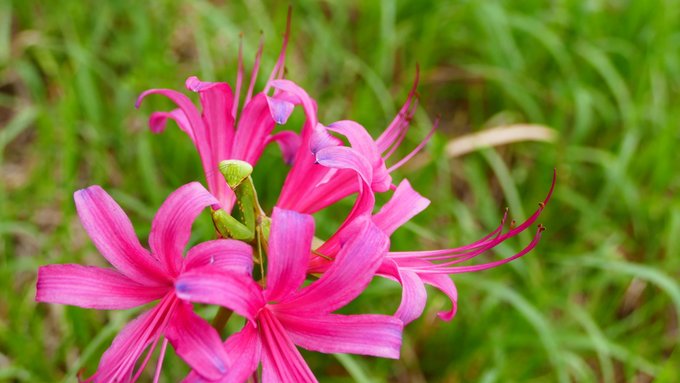 ほった老人 Hottaroujin 秋の気配 8月28日撮影分 白い彼岸花が咲いていました 赤いのはまだでした 彼岸花 ひがんばな ヒガンバナ 曼珠沙華 まんじゅしゃげ マンジュシャゲ 地獄花 幽霊花 剃刀花 狐花 捨子花 毒花 痺れ花 Nitter ほった老人 Hottaroujin 秋の気配 8月28日撮影分 白い彼岸花が咲いていました 赤いのはまだでした 彼岸花 ひがんばな ヒガンバナ 曼珠沙華 まんじゅしゃげ マンジュシャゲ 地獄花 幽霊花 剃刀花 狐花 捨子花 毒花 痺れ花 Nitter