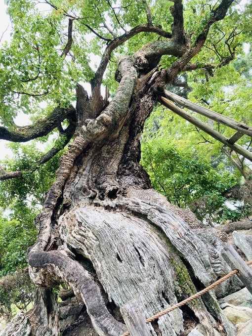 Sachy 奈良クリエイター Creator Sachy 今日はなんだか導かれるように法隆寺へ 奈良県民なのに初法隆寺参拝 パワーをチャージして9月もゆるっと頑張るよ 奈良好きな人と繋がりたい 法隆寺 パワースポット 寺社仏閣好き Nitter