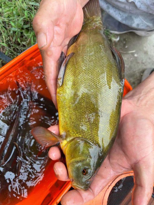 Indigo Deen Deenindigo カッコいいな Carp Freshwater Chinafish Chinafishing 中国 釣り 鯉 淡水魚 コイ 中国語 魚 Fish Nitter