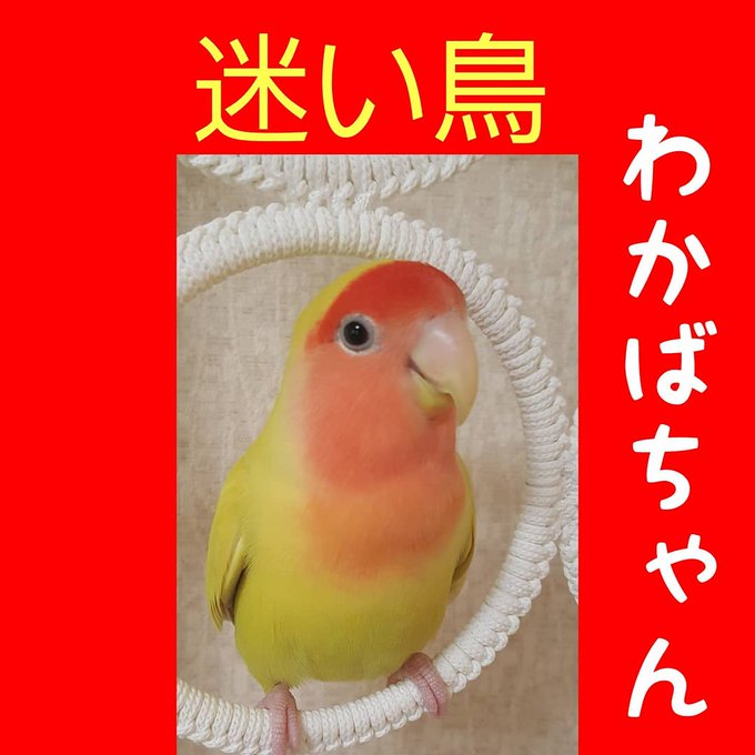 香川県迷子コザクラインコのわかばを探しています Yukyki わかばの性格を考えると意外と近くで保護されているかもしれない なんて思ったりもします 19 8 19香川県丸亀市今津から迷子の黄色い小桜インコ探しています 会いたい 迷い鳥 迷子 拾った 香川県