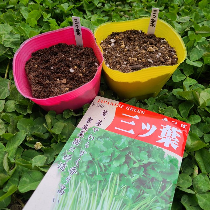 信州発 家庭菜園 Q S Natural Garden Saecue 三ツ葉 初めての栽培 種まき完了 三つ葉 ミツバ みつば 清水種苗 種まき Nitter