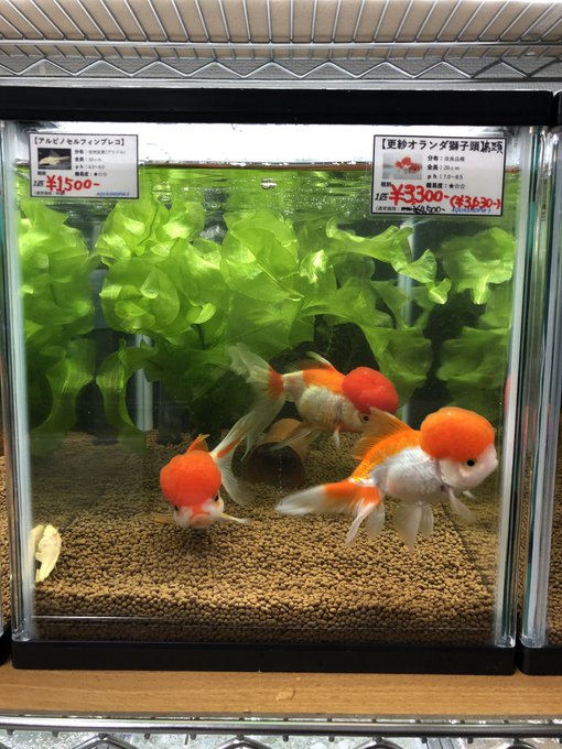 白内障 必需品 無礼に 金魚 水草 レイアウト 鉛 ストレージ レトルト