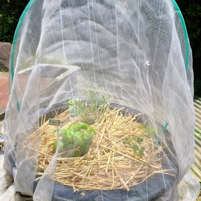 信州発 家庭菜園 Q S Natural Garden Saecue ハーブ の寄せ植えに挑戦 よく使う3種類にしてみました イタリアンパセリ パセリ ハーブ 宮沢農園 タネのタキイ ローズマリー ミノールしみず 森戸ナーサリー スウィートバジル バジル 信州発 家庭菜園 Q S Natural Garden Saecue ハーブ の寄せ植えに挑戦 よく使う3種類にしてみました イタリアンパセリ パセリ ハーブ 宮沢農園 タネのタキイ ローズマリー ミノールしみず 森戸ナーサリー スウィートバジル バジル