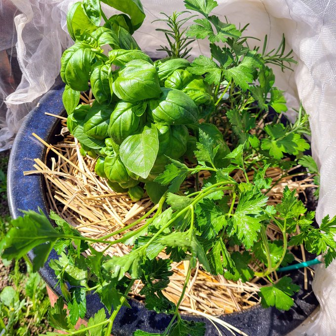 信州発 家庭菜園 Q S Natural Garden Saecue ハーブ の寄せ植えに挑戦 よく使う3種類にしてみました イタリアンパセリ パセリ ハーブ 宮沢農園 タネのタキイ ローズマリー ミノールしみず 森戸ナーサリー スウィートバジル バジル 信州発 家庭菜園 Q S Natural Garden Saecue ハーブ の寄せ植えに挑戦 よく使う3種類にしてみました イタリアンパセリ パセリ ハーブ 宮沢農園 タネのタキイ ローズマリー ミノールしみず 森戸ナーサリー スウィートバジル バジル