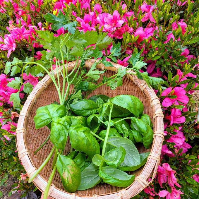 信州発 家庭菜園 Q S Natural Garden Saecue ハーブ の寄せ植えに挑戦 よく使う3種類にしてみました イタリアンパセリ パセリ ハーブ 宮沢農園 タネのタキイ ローズマリー ミノールしみず 森戸ナーサリー スウィートバジル バジル 信州発 家庭菜園 Q S Natural Garden Saecue ハーブ の寄せ植えに挑戦 よく使う3種類にしてみました イタリアンパセリ パセリ ハーブ 宮沢農園 タネのタキイ ローズマリー ミノールしみず 森戸ナーサリー スウィートバジル バジル