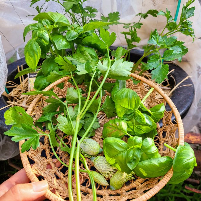 信州発 家庭菜園 Q S Natural Garden Saecue ハーブ の寄せ植えに挑戦 よく使う3種類にしてみました イタリアンパセリ パセリ ハーブ 宮沢農園 タネのタキイ ローズマリー ミノールしみず 森戸ナーサリー スウィートバジル バジル 信州発 家庭菜園 Q S Natural Garden Saecue ハーブ の寄せ植えに挑戦 よく使う3種類にしてみました イタリアンパセリ パセリ ハーブ 宮沢農園 タネのタキイ ローズマリー ミノールしみず 森戸ナーサリー スウィートバジル バジル