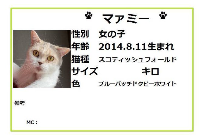 保護猫カフェ鶴橋店 ２階 元保護猫カフェマンチカン Manchituruhashi 里親募集 ラガマフィン マフィー 16 7 22生 スコティッシュフォールド ビット 14 12 17生 マァミー 14 8 11生 本日保護されてきました 明日以降診察に入ります 面会