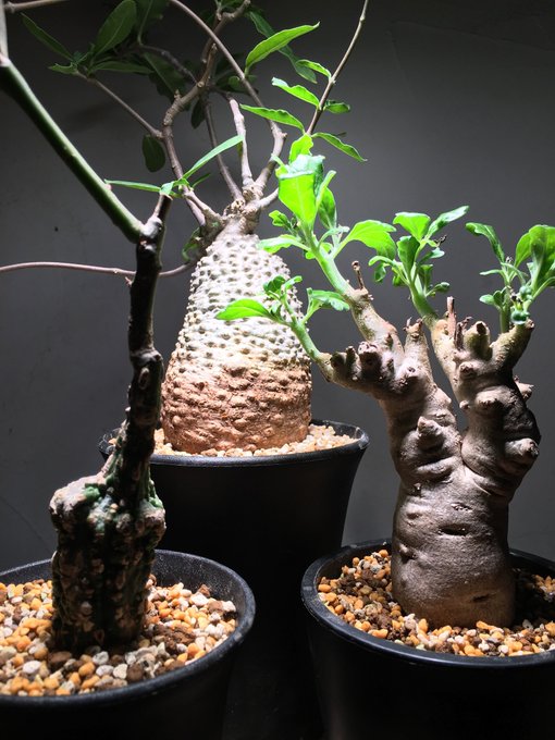 奇妙な植物園 Bizarre Plants 塊根植物 少しオンラインストアにアップしました アデニアステイローサ アデニア 火星人 フォッケアエデュリス プテロディスクスルリダス オペルクリカリアパキプス イポメア Bizarre Online Stores Jp Nitter