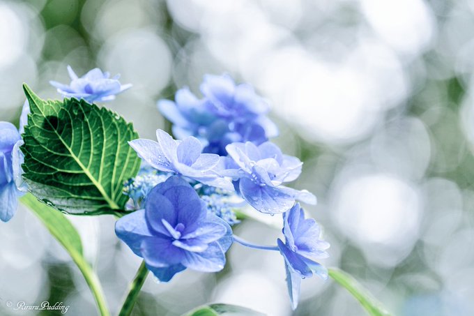 りるる Rirurupudding おはゆ ございます ゚ ゚ しとしとキラキラ 今日も良い一日を 花 花写真 紫陽花 Flower Flowerphotography Tlを花でいっぱいにしよう 写真好きな人と繋がりたい 玉ボケ Nitter りるる Rirurupudding おはゆ ございます ゚ ゚ しとしとキラキラ 今日も良い一日を 花 花写真 紫陽花 Flower Flowerphotography Tlを花でいっぱいにしよう 写真好きな人と繋がりたい 玉ボケ Nitter