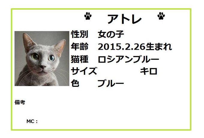 保護猫カフェ鶴橋店 ２階 元保護猫カフェマンチカン Manchituruhashi 里親募集 ロシアンブルー アトレ 15 2 26生まれ ブリティッシュショートヘア プリリン 16 4 9生まれ 健康チェックや検査が終わるまではカフェには出ず バックヤードでのご