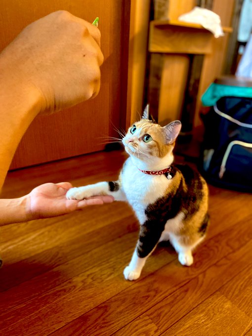 足長三毛猫マンチカンのたま Nekomeatball 週末はおやつもらえるにゃ でも病院は行きたくないにゃ 病院連行 猫風邪 お手 ねこ 猫 ネコ マンチカン 猫好きさんと繋がりたい Nitter