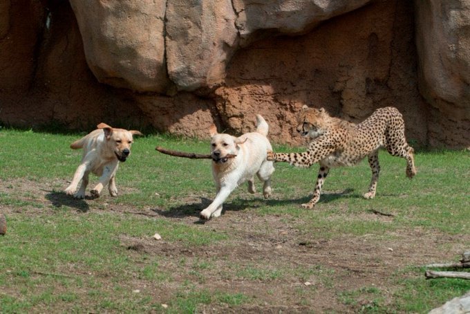 ふじむらたいき Fujifujizombi 海外の動物園とかで見られるケースなんですが 神経質なチーター が動物園で暮らしていくことは生物的に困難なので チーターの不安定なメンタルをサポートする犬がいるそうです チーターは一緒に暮らしながら社会性や行動などを ふじむらたいき Fujifujizombi 海外の動物園とかで見られるケースなんですが 神経質なチーター が動物園で暮らしていくことは生物的に困難なので チーターの不安定なメンタルをサポートする犬がいるそうです チーターは一緒に暮らしながら社会性や行動などを