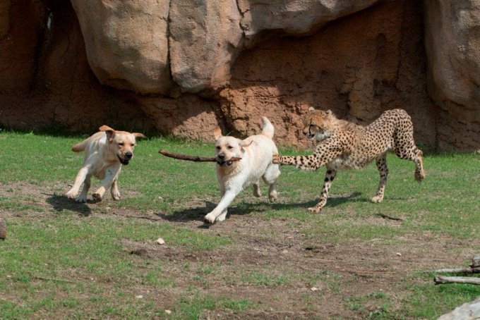 ふじむらたいき Fujifujizombi 海外の動物園とかで見られるケースなんですが 神経質なチーター が動物園で暮らしていくことは生物的に困難なので チーターの不安定なメンタルをサポートする犬がいるそうです チーターは一緒に暮らしながら社会性や行動などを