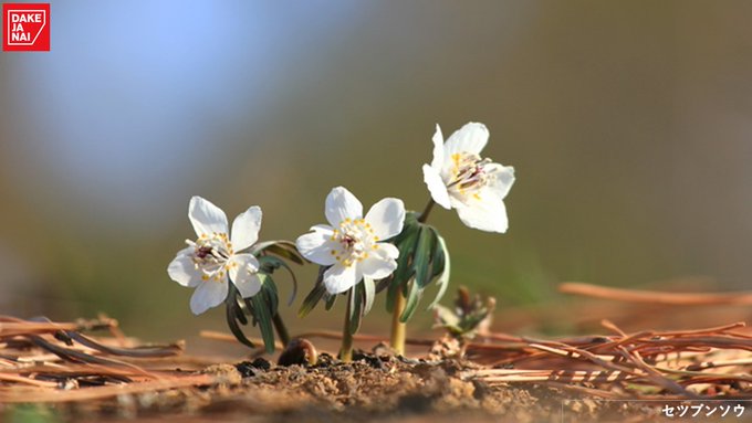 Dake Ja Naiテイジン Dakejanai Tj 今日は 花の日 です 面白い 花言葉を持つ花を見つけたので紹介させてください セツブンソウ 人間嫌い アスパラガス 私は勝つ スノードロップ まさかの時の友 クレオメ 想像したほど悪くない それでは