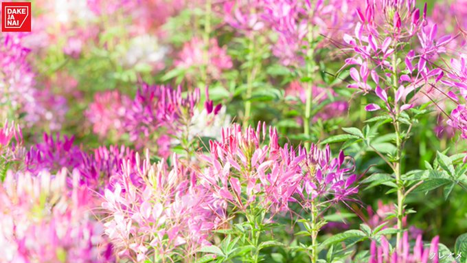 Dake Ja Naiテイジン Dakejanai Tj 今日は 花の日 です 面白い 花言葉を持つ花を見つけたので紹介させてください セツブンソウ 人間嫌い アスパラガス 私は勝つ スノードロップ まさかの時の友 クレオメ 想像したほど悪くない それでは