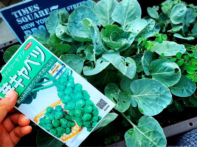 アイサン いなりねこ Eye Sunny 欲しいものリストより Shinkage さんから頂戴した芽キャベツの種 7月に種まきして圧倒的お宝感ハンパないから間引きなんてできない するけど ありがとうございます O 収獲 したら送ります 芽キャベツ サカタのタネ