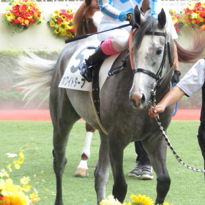 Coconut Cccoconut 2109 6rメイクデビュー小倉 ホワイトターフ お父さんに似てますよね お鼻もピンクだし可愛いし強かったし 新馬勝ちおめでとう ホワイトターフ ゴールドシップ産駒 Nitter