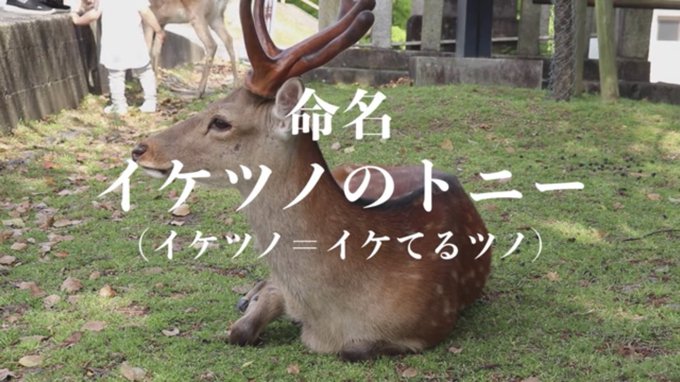 なら しかちゃんねる 7uezqpafcb9qy92 なら しかちゃんねるの 看板鹿ちゃん イケツノのトニーをご紹介 Cool Antler Tony 立派な角と泣きぼくろ トリッキーな捕食姿が特徴 猿沢池付近に出没します 人懐こいので是非会いに来てね なら しか なら しかちゃんねる 7uezqpafcb9qy92 なら しかちゃんねるの 看板鹿ちゃん イケツノのトニーをご紹介 Cool Antler Tony 立派な角と泣きぼくろ トリッキーな捕食姿が特徴 猿沢池付近に出没します 人懐こいので是非会いに来てね なら しか