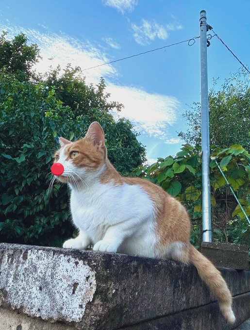 ミント マリー バジル よしママ Yoshimama3minto ３年前のしろちゃん レッドノーズデー21 猫好き 猫のいる暮らし 猫のいる幸せ 猫に癒される 保護猫と暮らす 茶トラ猫 Cat Nitter