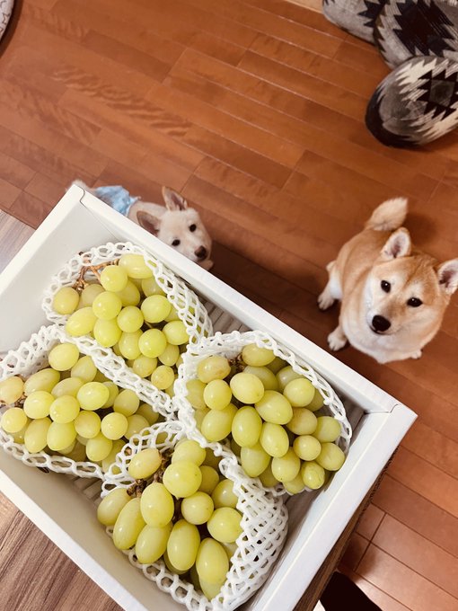 柴犬こたろーとりんたろ 黒猫ちゅ たろ Kotaro Koi 実家らぶ ジュリエットマスカット Nitter