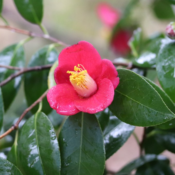 東京花散歩 樹木とお花の写真 Kamujp Camellia Japonica まず基本の藪椿 ただ ここのヤブツバキはいつ見てもイマイチ状態がよくないというか いい時に巡り合っていないのかも Theaceae ヤブツバキ Kamujp Nitter